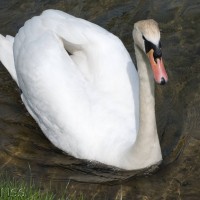 Mute Swan